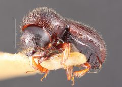 Anisandrus swainei by the Smithsonian. Used under a CC0 license.