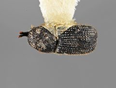 Cactopinus granulatus by the Smithsonian. Used under a CC0 license.