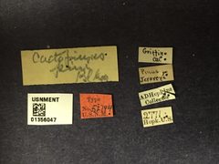 Cactopinus pini by the Smithsonian. Used under a CC0 license.