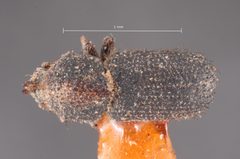 Cactopinus rhois by the Smithsonian. Used under a CC0 license.