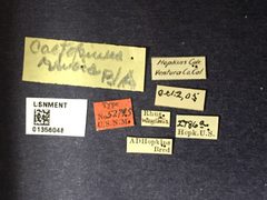 Cactopinus rhois by the Smithsonian. Used under a CC0 license.