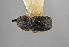 Cactopinus setosus by the Smithsonian. Used under a CC0 license.