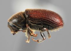 Carphobius cupressi by the Smithsonian. Used under a CC0 license.