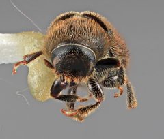 Carphobius cupressi by the Smithsonian. Used under a CC0 license.
