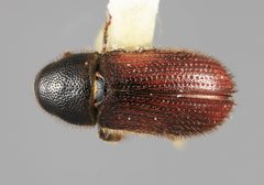 Carphobius cupressi by the Smithsonian. Used under a CC0 license.