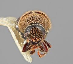 Carphobius pilifer by the Smithsonian. Used under a CC0 license.