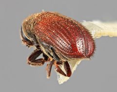 Carphobius pilifer by the Smithsonian. Used under a CC0 license.