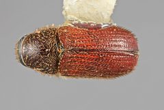 Carphobius pilifer by the Smithsonian. Used under a CC0 license.