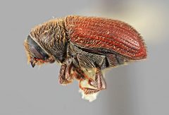 Carphobius pilifer by the Smithsonian. Used under a CC0 license.