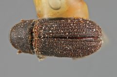 Carphoborus convexifrons by the Smithsonian. Used under a CC0 license.