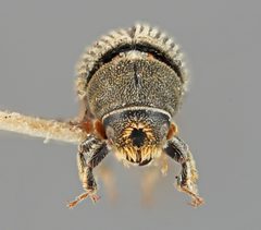Carphoborus frontalis by the Smithsonian. Used under a CC0 license.