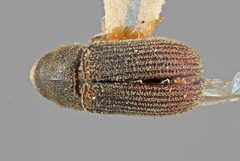 Carphoborus frontalis by the Smithsonian. Used under a CC0 license.