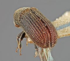 Carphoborus frontalis by the Smithsonian. Used under a CC0 license.