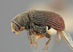 Carphoborus frontalis by the Smithsonian. Used under a CC0 license.