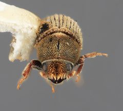 Carphoborus perplexus by the Smithsonian. Used under a CC0 license.