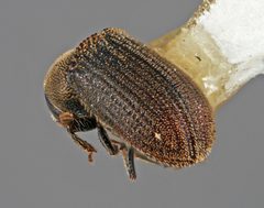 Carphoborus pinicolens by the Smithsonian. Used under a CC0 license.