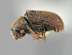 Carphoborus pinicolens by the Smithsonian. Used under a CC0 license.
