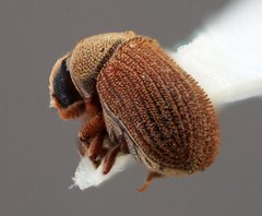 Chaetophloeus andinus by the Smithsonian. Used under a CC0 license.