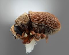 Chaetophloeus andinus by the Smithsonian. Used under a CC0 license.