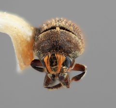 Chaetophloeus phorodendri by the Smithsonian. Used under a CC0 license.
