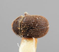 Chaetophloeus phorodendri by the Smithsonian. Used under a CC0 license.