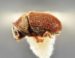 Chaetophloeus pouteriae by the Smithsonian. Used under a CC0 license.
