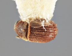 Chaetophloeus pouteriae by the Smithsonian. Used under a CC0 license.