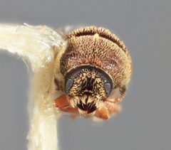 Chaetophloeus pouteriae by the Smithsonian. Used under a CC0 license.