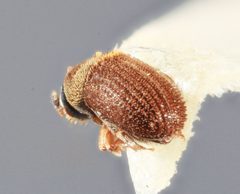 Chaetophloeus pouteriae by the Smithsonian. Used under a CC0 license.