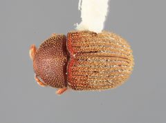 Chramesus acacicolens by the Smithsonian. Used under a CC0 license.