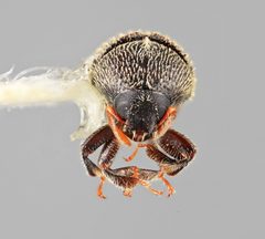 Chramesus atkinsoni by the Smithsonian. Used under a CC0 license.