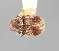 Chramesus bicolor by the Smithsonian. Used under a CC0 license.