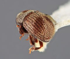 Chramesus bicolor by the Smithsonian. Used under a CC0 license.