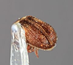 Chramesus bispinus by the Smithsonian. Used under a CC0 license.