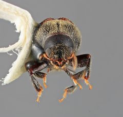 Chramesus gracilis by the Smithsonian. Used under a CC0 license.