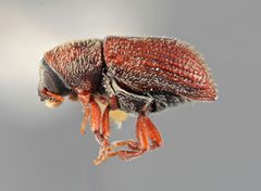 Chramesus incomptus by the Smithsonian. Used under a CC0 license.