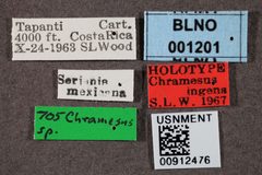Chramesus ingens by the Smithsonian. Used under a CC0 license.