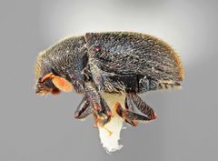 Chramesus simplicis by the Smithsonian. Used under a CC0 license.