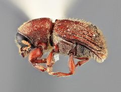 Cnesinus degener by the Smithsonian. Used under a CC0 license.