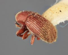 Cnesinus denotatus by the Smithsonian. Used under a CC0 license.