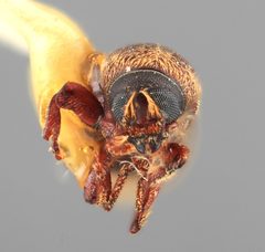 Cnesinus minitropis by the Smithsonian. Used under a CC0 license.