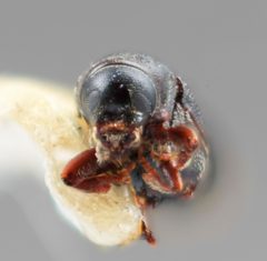 Cnesinus niger by the Smithsonian. Used under a CC0 license.