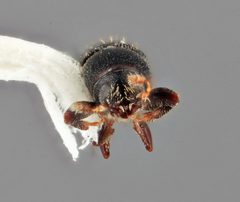 Cnesinus pulchellus by the Smithsonian. Used under a CC0 license.