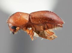 Coptoborus bellus by the Smithsonian. Used under a CC0 license.