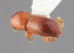 Coptoborus bellus by the Smithsonian. Used under a CC0 license.