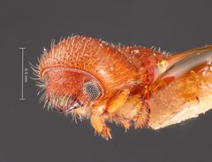 Coptoborus emarginatus by the Smithsonian. Used under a CC0 license.