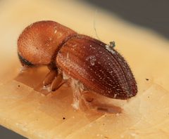 Coptoborus schulzi by the Smithsonian. Used under a CC0 license.