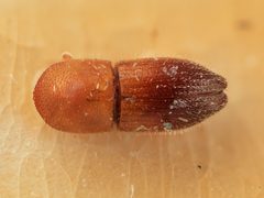 Coptoborus schulzi by the Smithsonian. Used under a CC0 license.