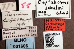 Coptoborus schulzi by the Smithsonian. Used under a CC0 license.