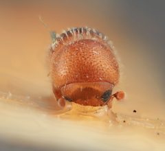 Coptoborus schulzi by the Smithsonian. Used under a CC0 license.